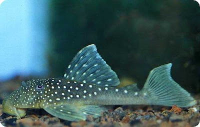 L Pleco