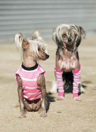 [ropa+para+perros+2.jpg]