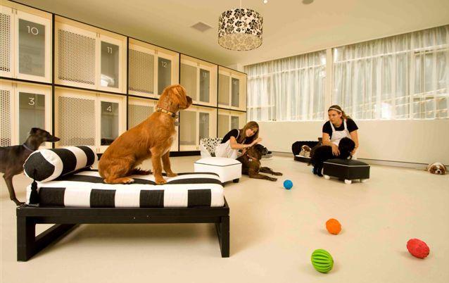 ¡FANTASIAS SIN FINAL!: NOVEDADES CANINAS