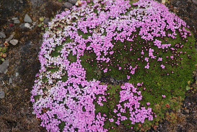 flowering moss