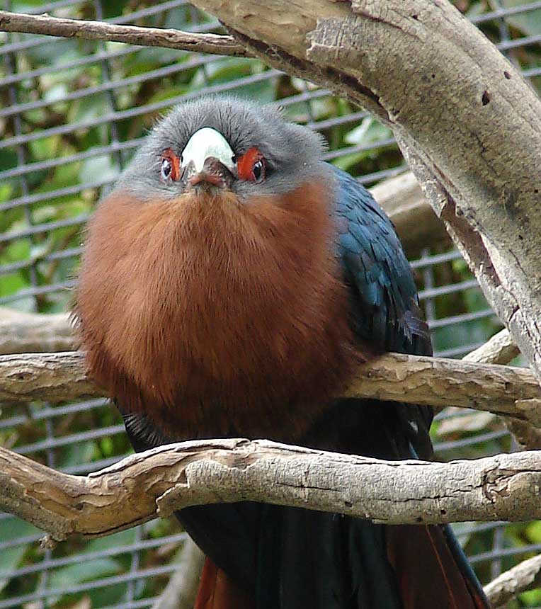Birding Without Barriers Birds at the Phoenix Zoo