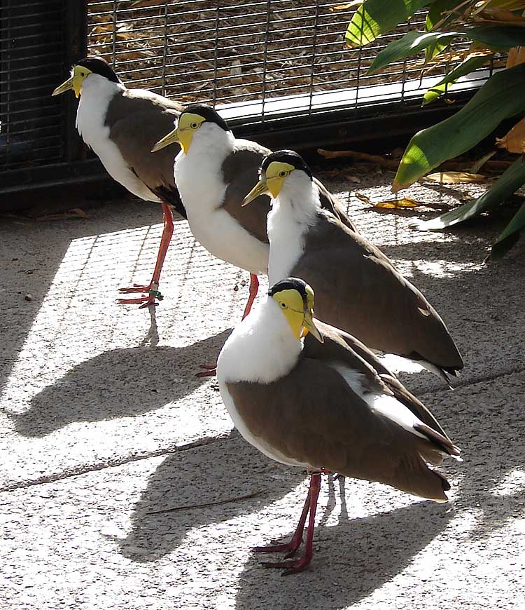 Birding Without Barriers Birds at the Phoenix Zoo