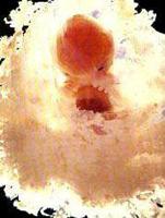 [12weekpreborn.jpg]