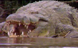 Gustave the giant crocodile Gustave the giant crocodile