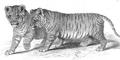 Engraving of liger cubs by G B Whittaker (1825) Engraving of liger cubs by G B Whittaker (1825)