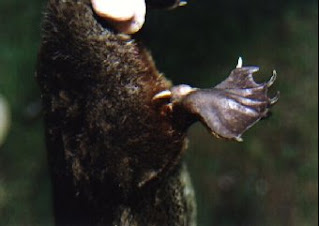 Totally Cool Animals: Platypus Totally Cool Animals: Platypus