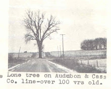 The Tree in the Middle of the Road