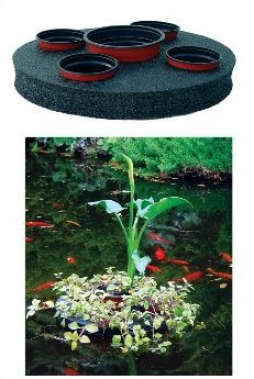 floating island in koi pond