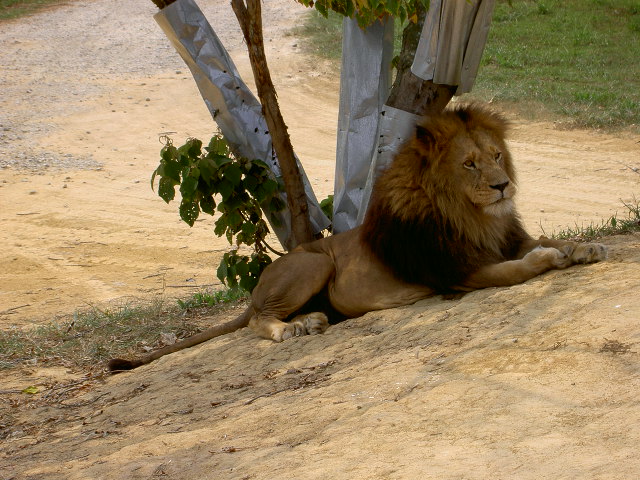 [safari-lion-Pict0403.JPG]