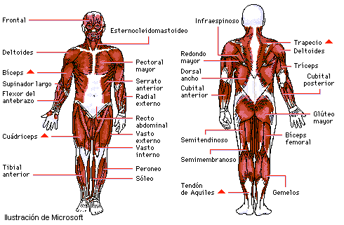 Esquema De Los Huesos Del Cuerpo Humano Y Sus Nombres