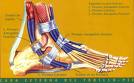 musculos y ligamentos del tobillo
