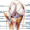 ligamentos de la rodilla