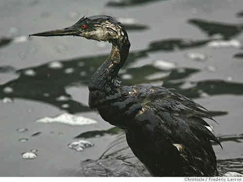 golden pony the gulf oil spill relief animal victims golden pony the gulf oil spill relief animal victims