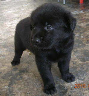 mixed breed puppies for free labrador puppy labrador mixed breed black puppy for sale mixed breed puppies for free labrador puppy labrador mixed breed black puppy for sale