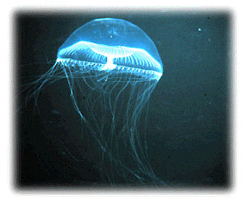 Jellyfish X Ray