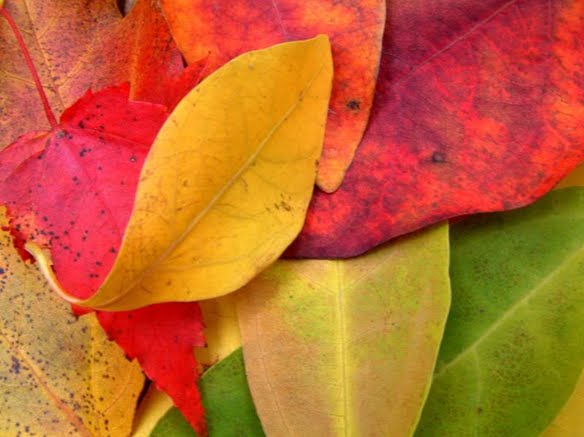 [leaves.bmp]