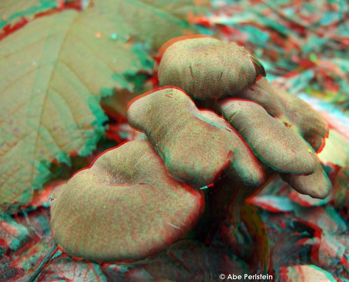 [080211-Los-Osos-Nipomo-Open-Space--mushrooms-1-ANA-C-BLOG.jpg]