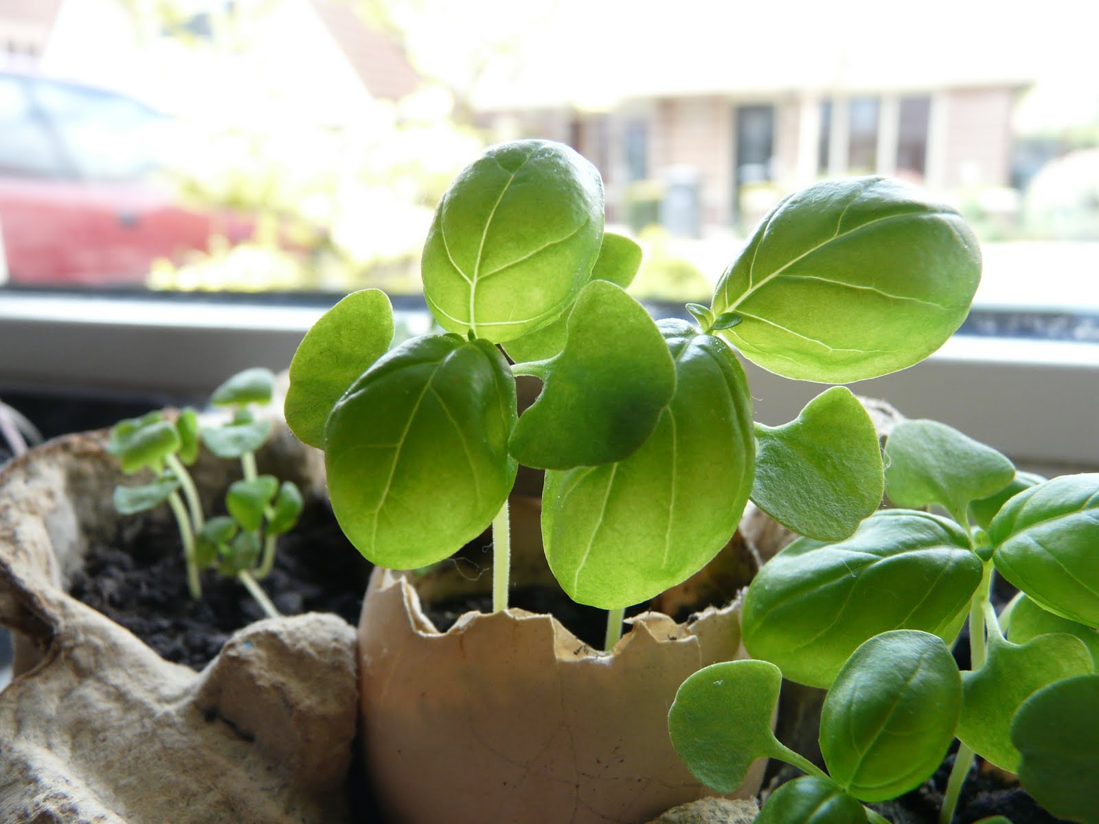 Live, love, laugh and eat. Eggstraordinary Discovery