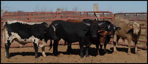 [burgers-or-buckers.jpg]