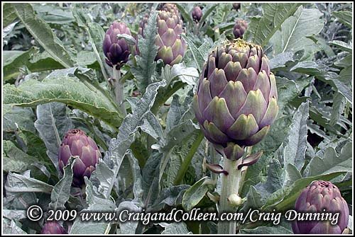 [artichoke-500.jpg]