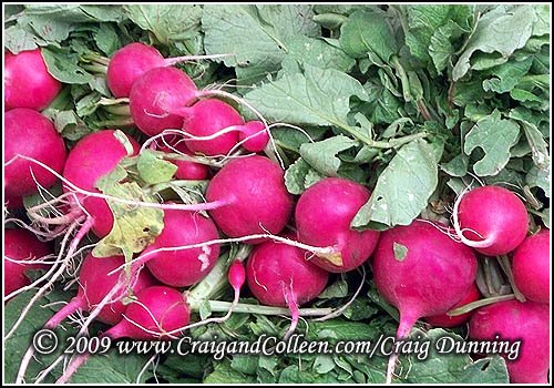 [raddishes-500x350.jpg]