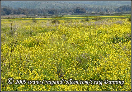 [yellow-galilee-500x350.jpg]