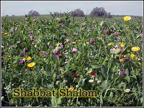[shabbat-shalom-20090501-500.jpg]