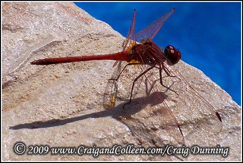 [red-dragon-fly-20090710-03-500.jpg]
