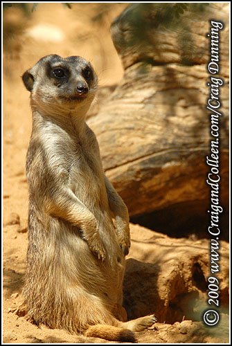 [meerkat-jerusalem-zoo-20090418-500.jpg]