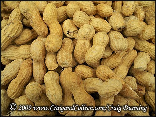 [peanuts-roasted-500.jpg]