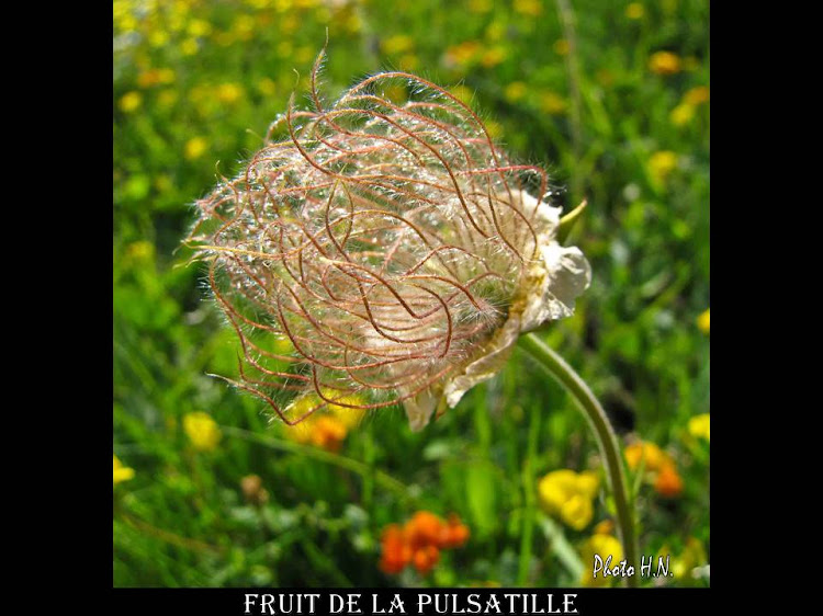 FRUIT PULSATILLE