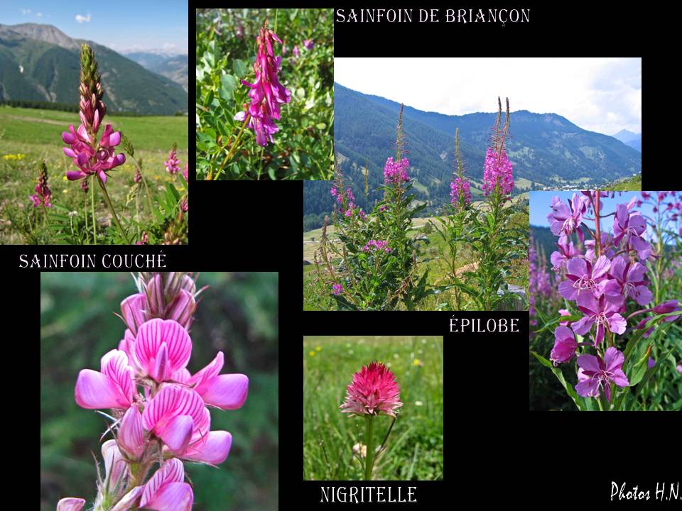 MONTAGE SAINFOIN