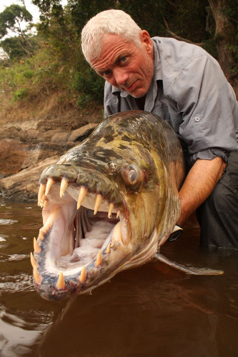Tiger Fish (Hydrocinnus goliath) Ikan ini hidup di sungai kongo. Tiger Fish (Hydrocinnus goliath) Ikan ini hidup di sungai kongo.