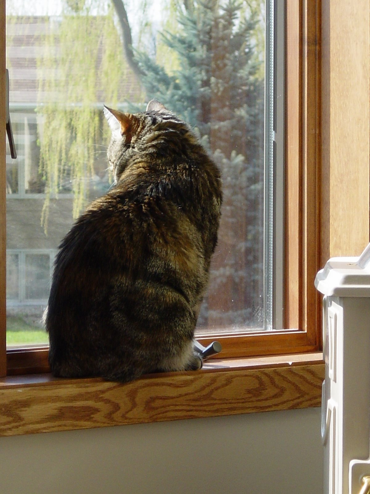 [CleoInWindow_20030426.JPG]