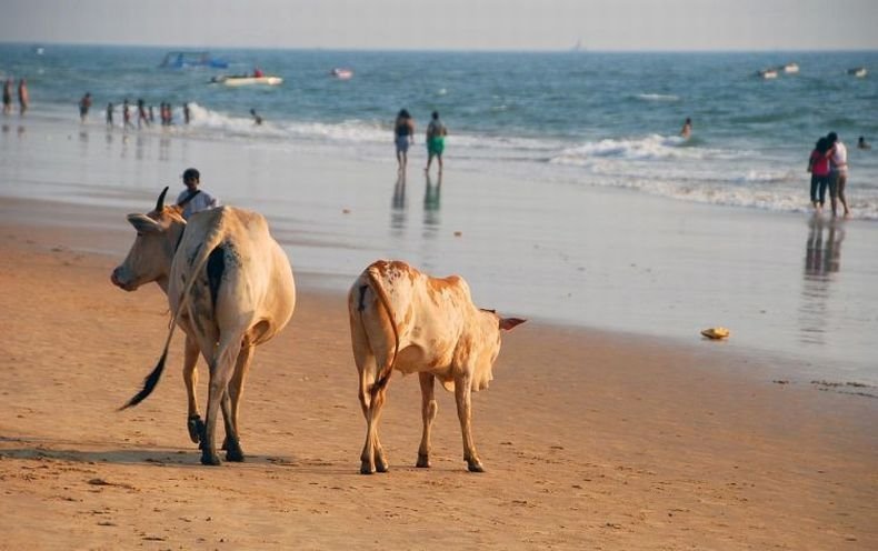 [goa14.JPG]