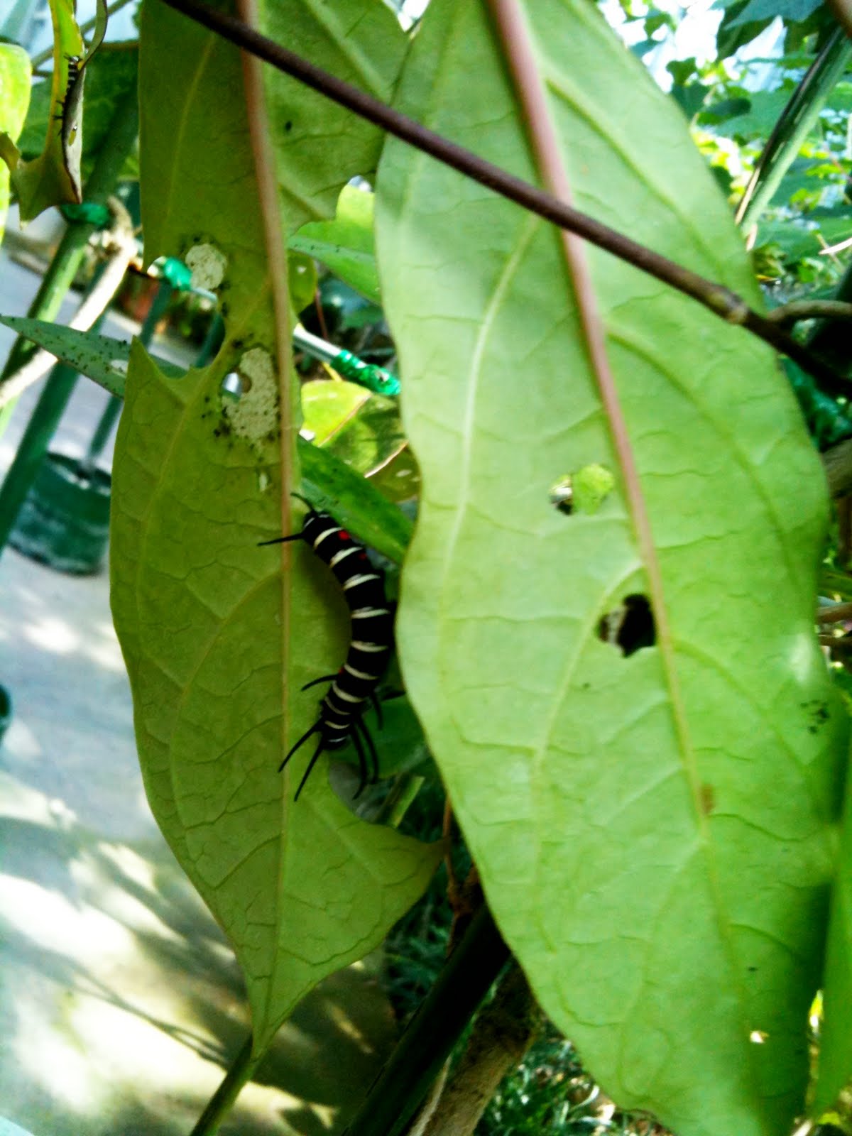 The Oteros in Okinawa Ryugujo Butterfly Garden