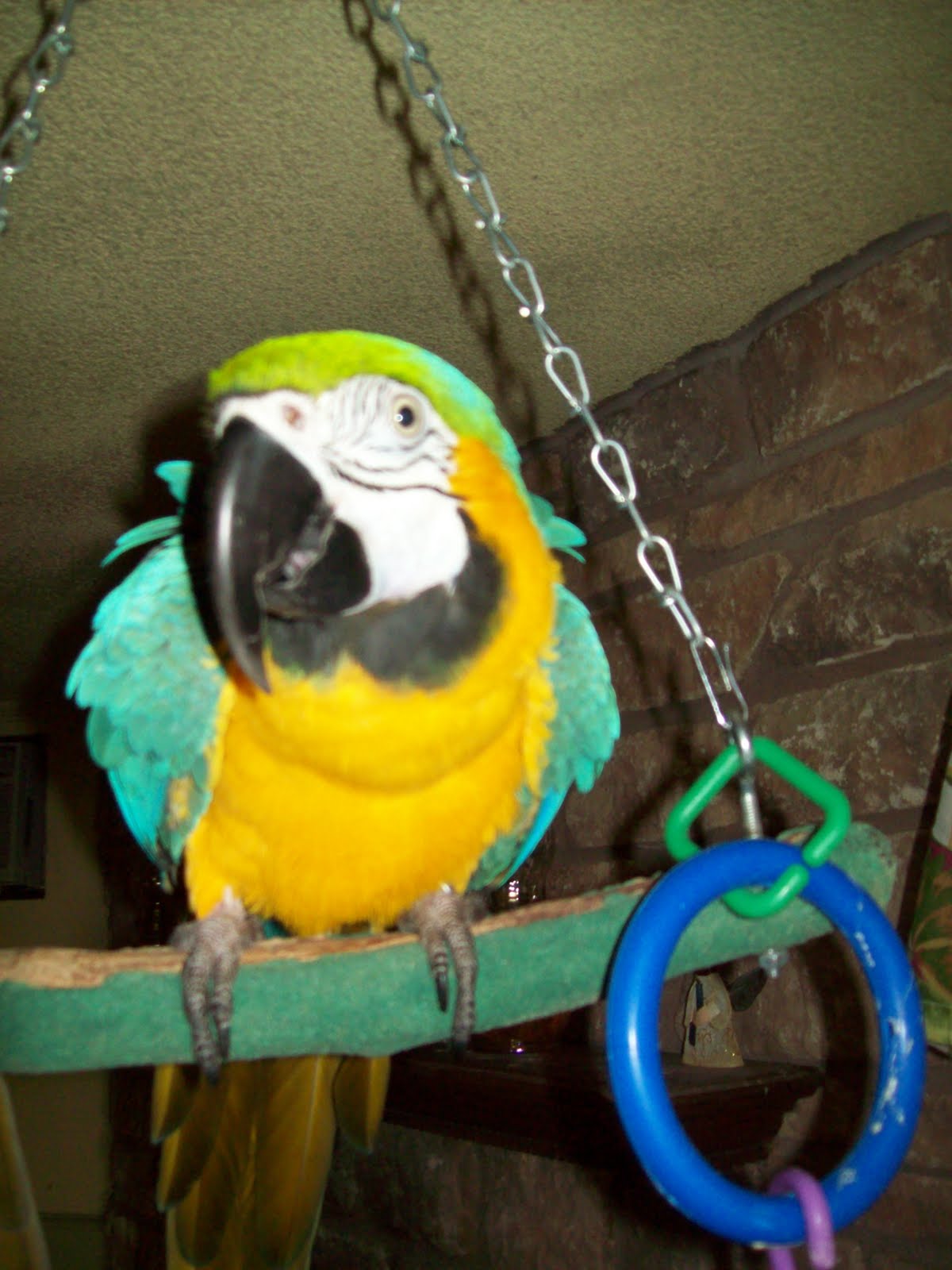 Flyings for the Birds Parrot Rescue & Sanctuary: Julio 12 year old Blue