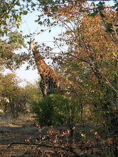 Kruger National Park