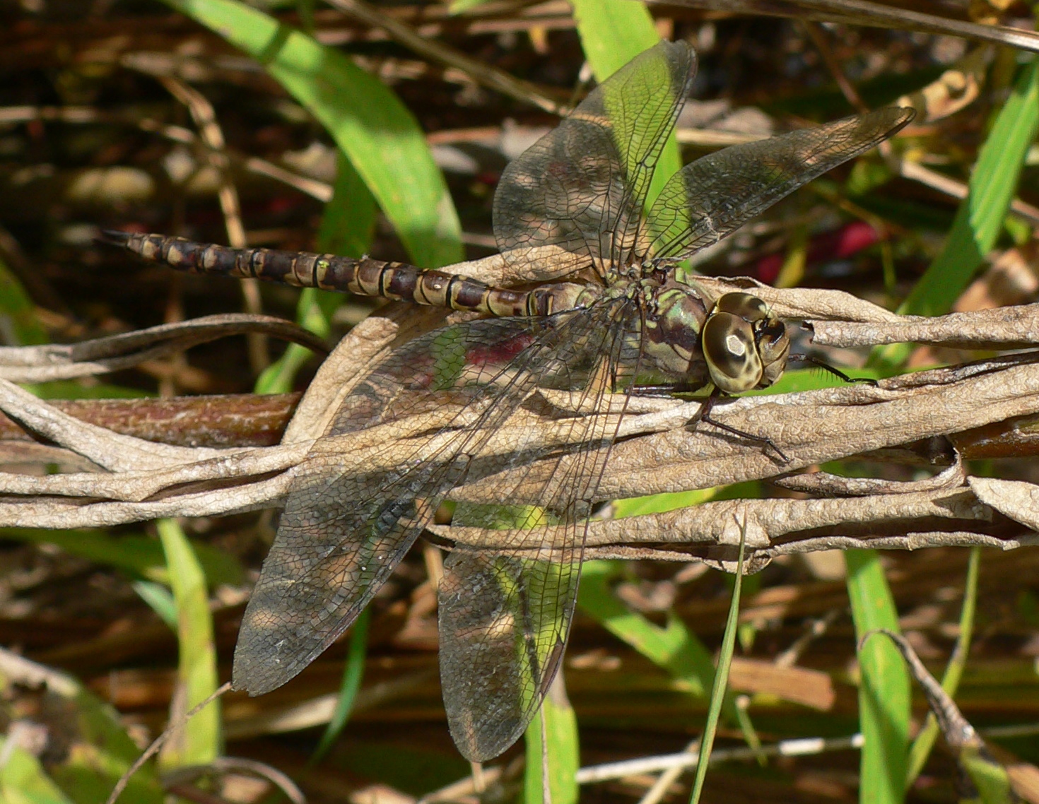 Dragonflies+of+michigan