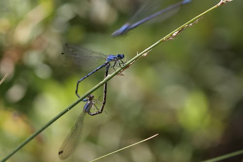 Dragonflies+mating+heart+shape