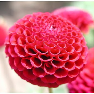 dahlia flower tattoo designs dahlia flower tattoo designs