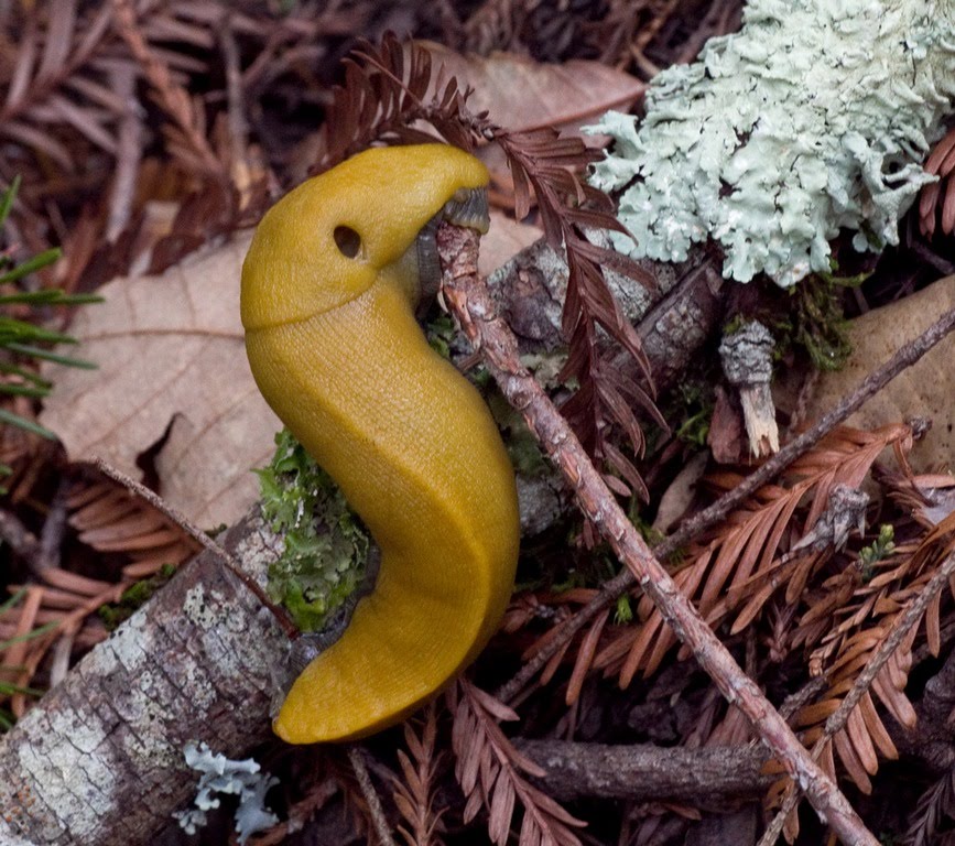AVCR8TEUR'S PHOTO BLOG Banana Slugs