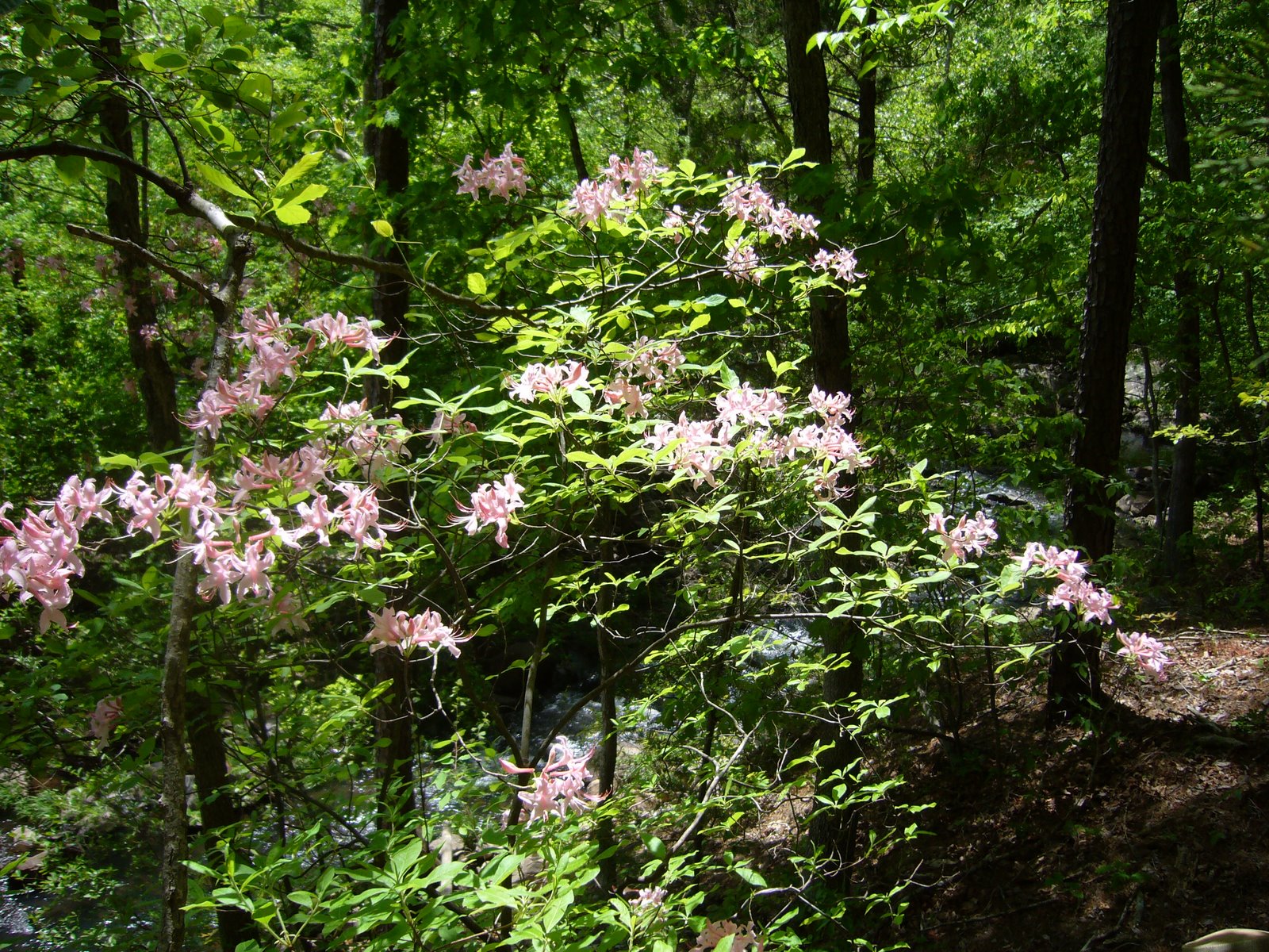 [Ozark+Trail+-+Marble+Creek+046.JPG]