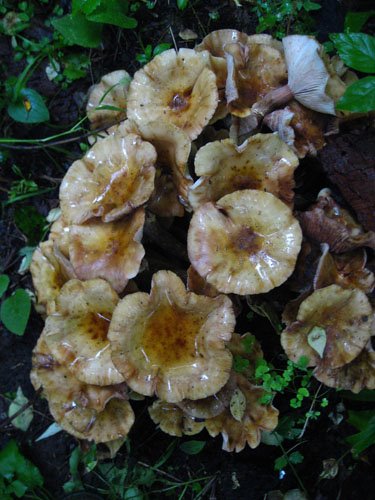 [Mushroom+5+.jpg]