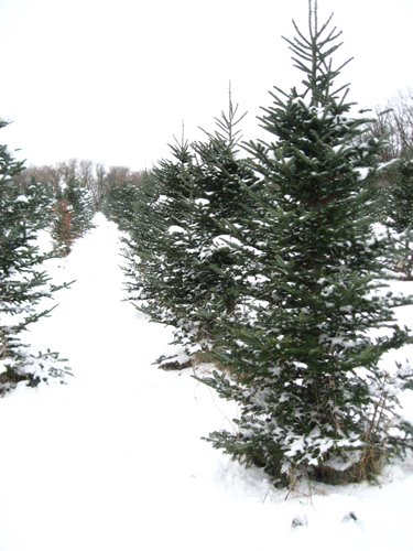 [Christmas+Tree+Farm+.jpg]