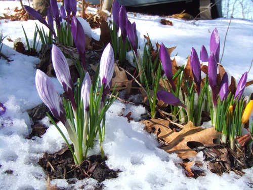 [Crocus+2.jpg]