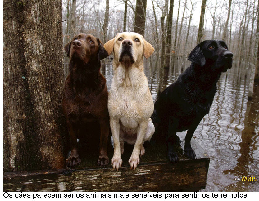 [trescachorros.jpg]
