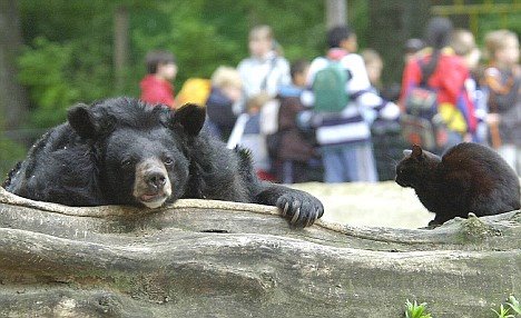 [urso2.jpg]