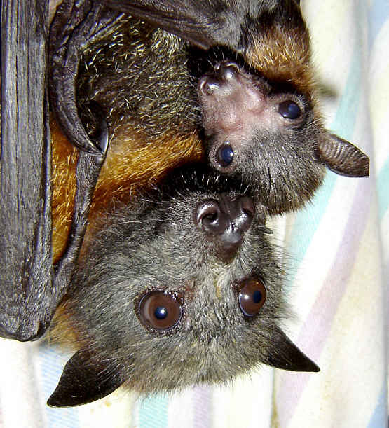 [raposa+voadora+4.jpg]