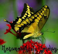 Metamorphosis Monday ... Shift+R improves the quality of this image. CTRL+F5 reloads the whole page.